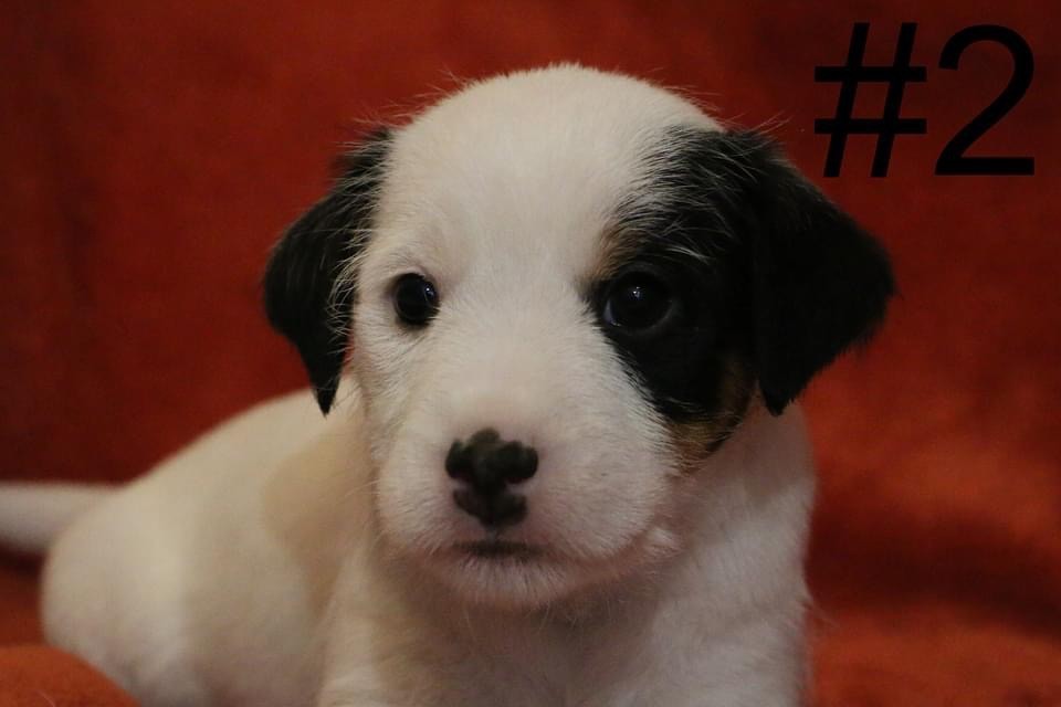 Of The Silver Pebble - Chiot disponible  - Parson Russell Terrier
