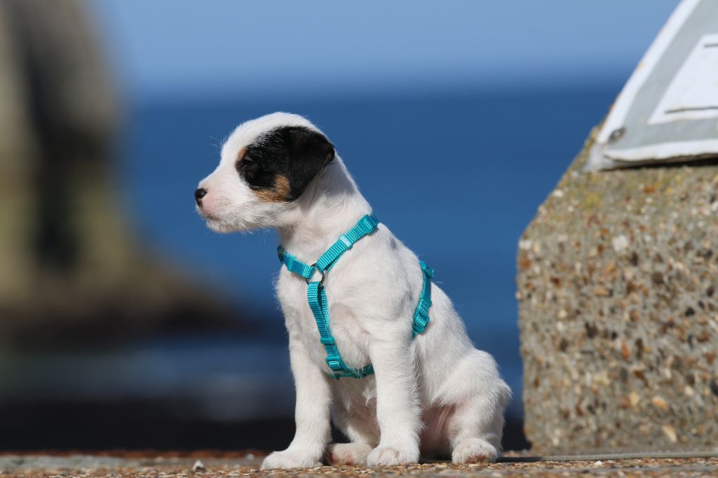 chiot Parson Russell Terrier Of The Silver Pebble