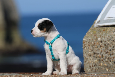 Of The Silver Pebble - Parson Russell Terrier - Portée née le 02/03/2024