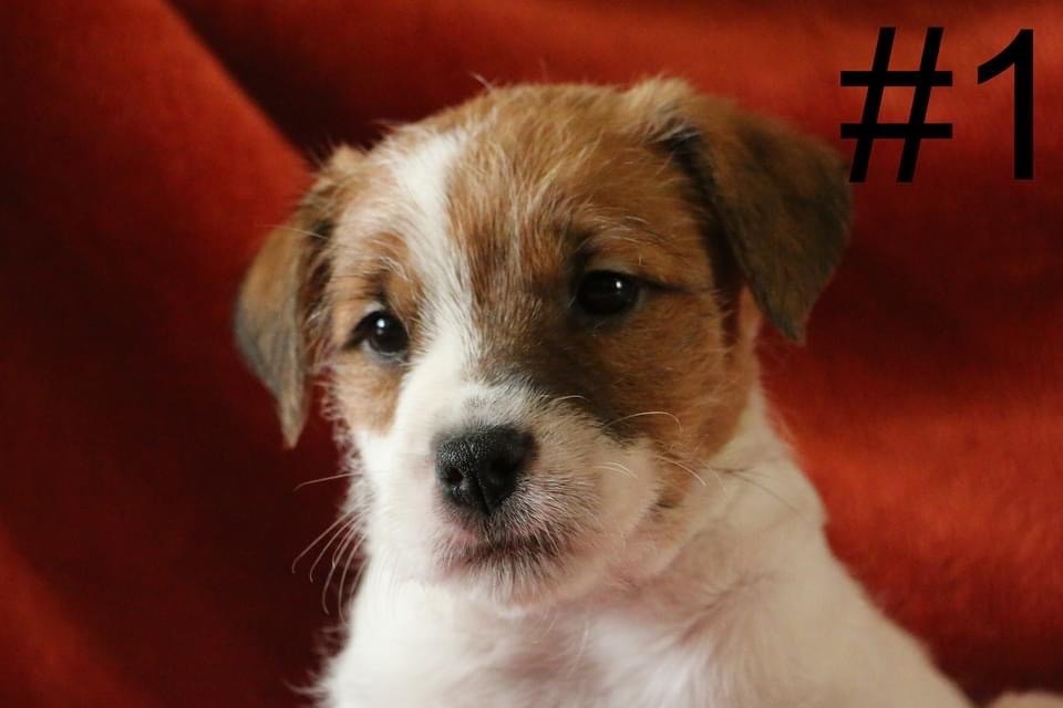 Of The Silver Pebble - Chiot disponible  - Parson Russell Terrier