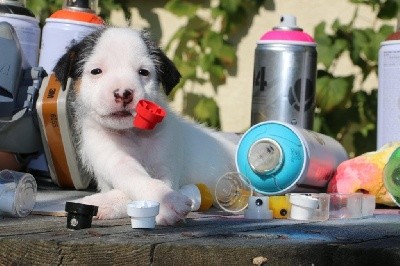 CHIOT